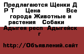 Предлагаются Щенки Д.Р.Т.  › Цена ­ 15 000 - Все города Животные и растения » Собаки   . Адыгея респ.,Адыгейск г.